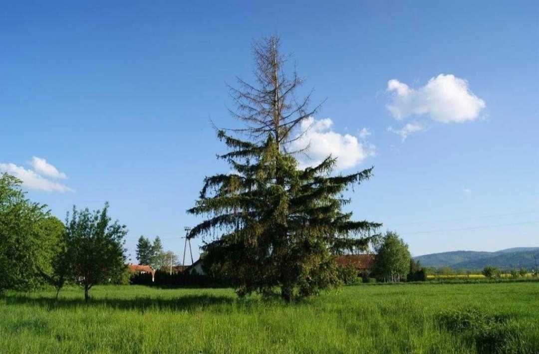 Działka 7400 m² z widokiem na Góry Sowie, media w pobliżu Pieszyce, Piskorzów  7 400m2 Foto 1