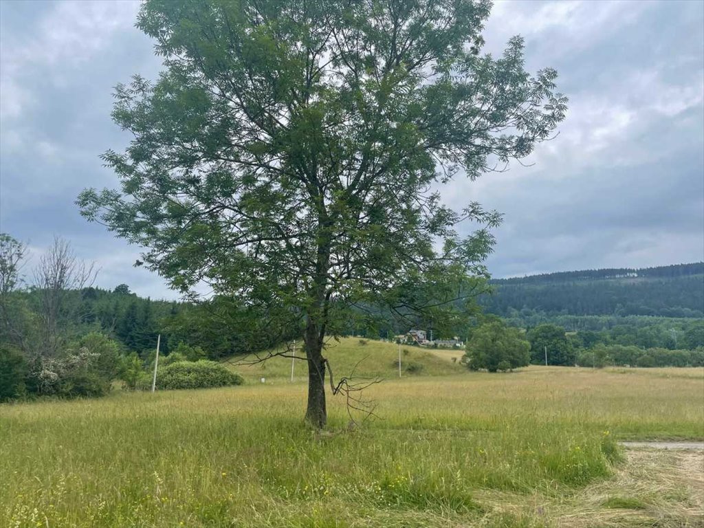 Działka inna na sprzedaż Nowa Ruda  1 300m2 Foto 4