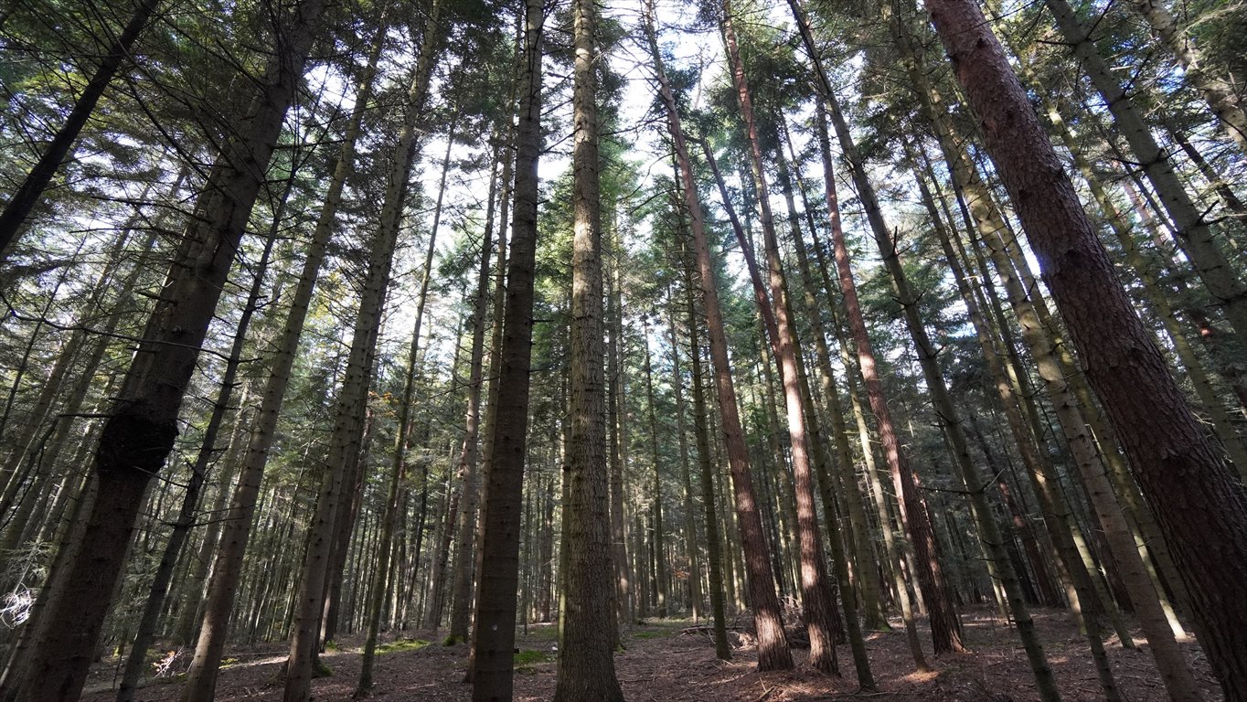 Działka leśna na sprzedaż Jodłowa  17 600m2 Foto 1