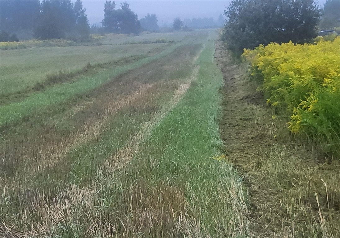 Działka budowlana na sprzedaż Cholerzyn  5 900m2 Foto 1