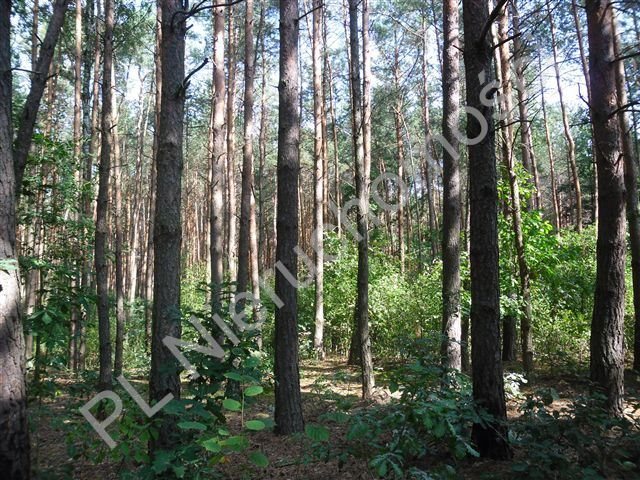 Działka leśna na sprzedaż Kałuszyn  21 100m2 Foto 1