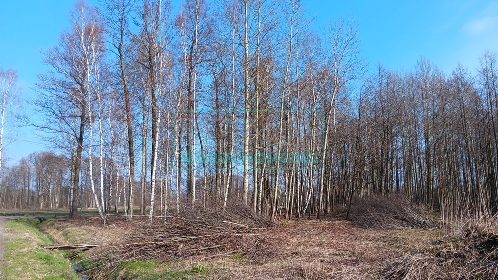 Działka leśna z prawem budowy na sprzedaż Jaktorów  8 700m2 Foto 13