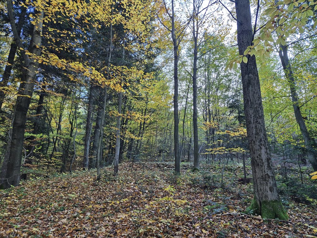 Działka leśna na sprzedaż Jasionka  2 982m2 Foto 12