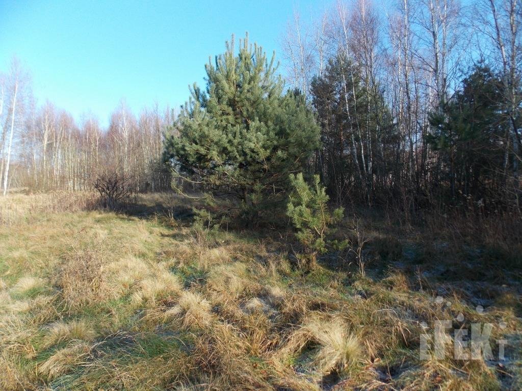 Działka rolna na sprzedaż Bartniki  13 100m2 Foto 1