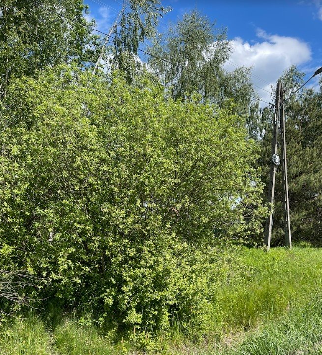 Działka inna na sprzedaż Radzymin  2 000m2 Foto 2