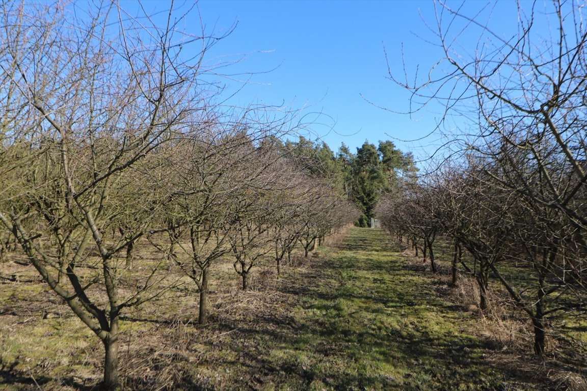 Działka rolna na sprzedaż Tryszczyn  3 012m2 Foto 6