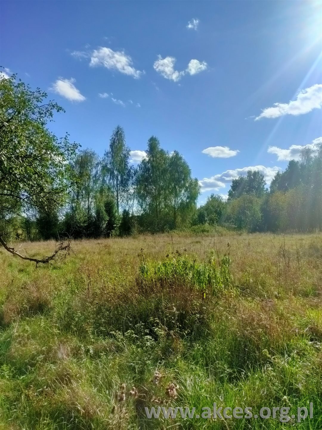 Działka rolno-leśna z możliwością zabudowy 14 715 m² - polecam! Przęsławice  14 715m2 Foto 1