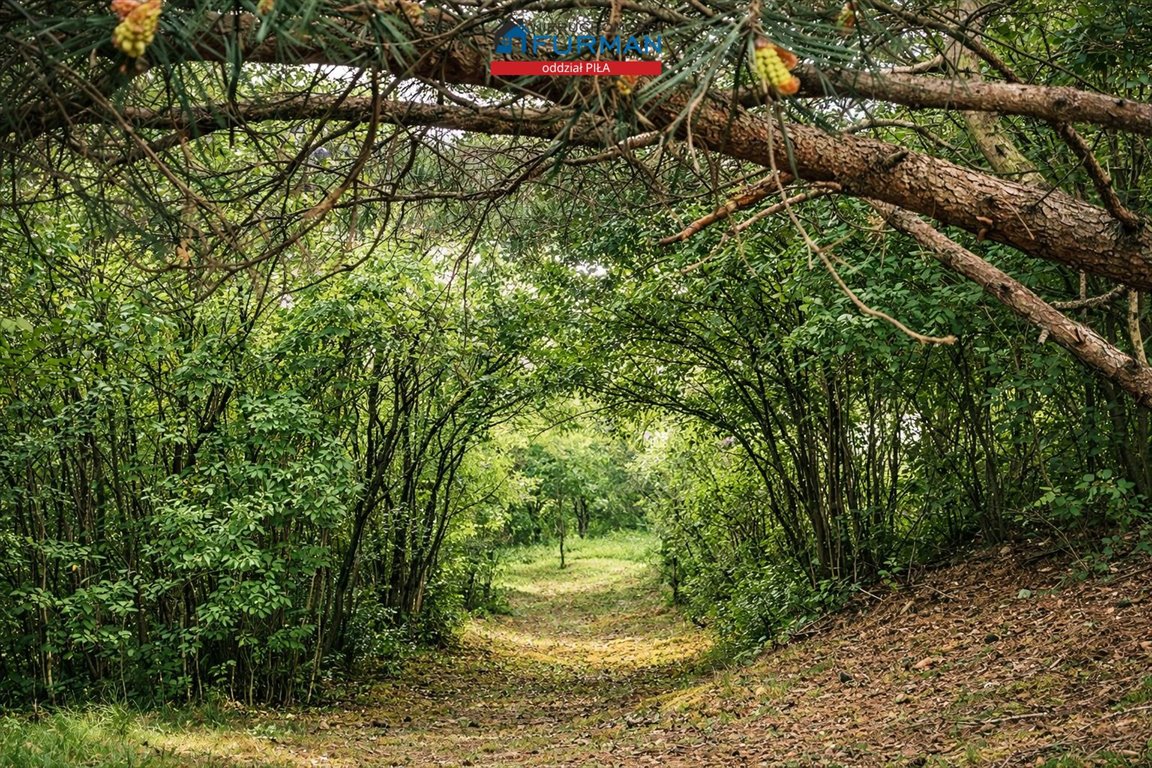 Przestronna działka 3,29 ha z lasem i warunkami zabudowy Biała/Trzcianka, Biała  32 921m2 Foto 1