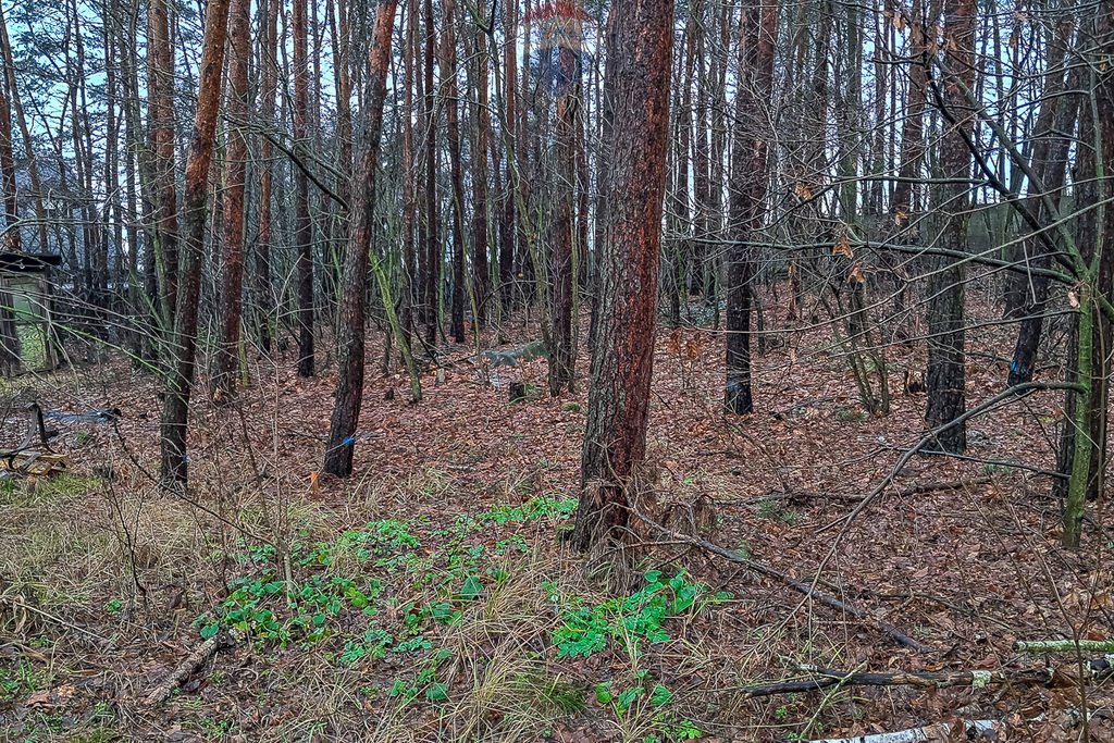 Działka budowlana na sprzedaż Bedoń-Wieś, Chmielowa  1 618m2 Foto 4