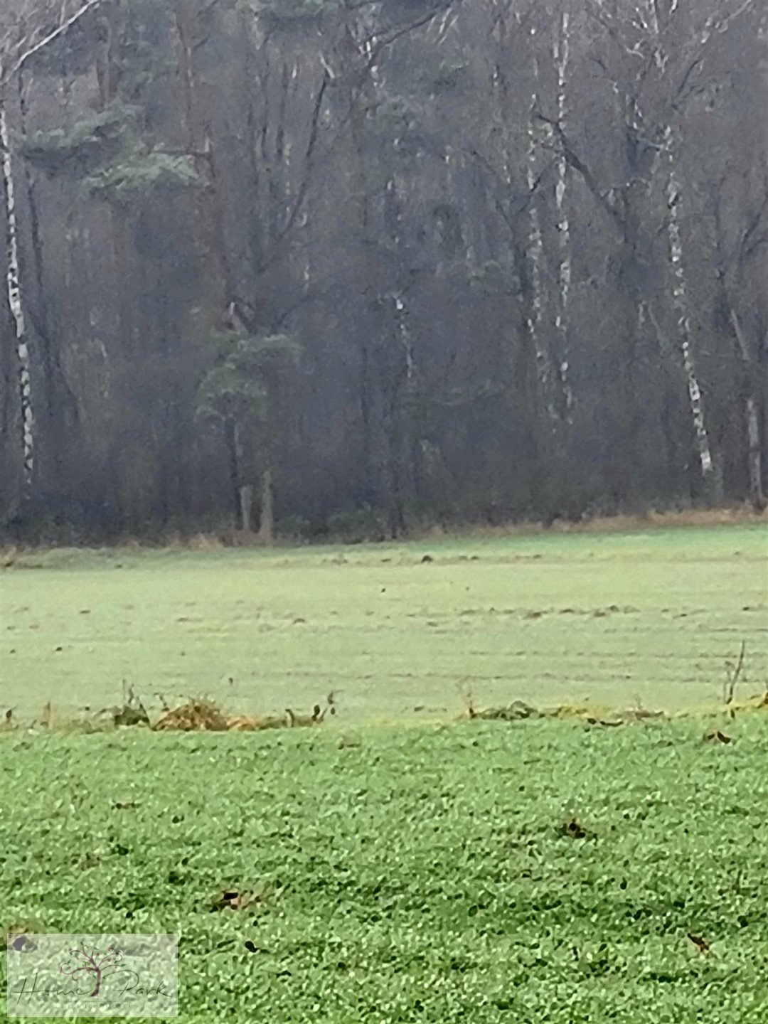 Działka budowlana na sprzedaż Gajówka, Gajówka  4 500m2 Foto 18