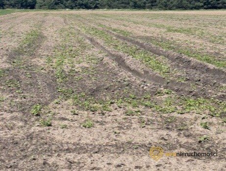 Działka rolna na sprzedaż Grędzina  10 000m2 Foto 2