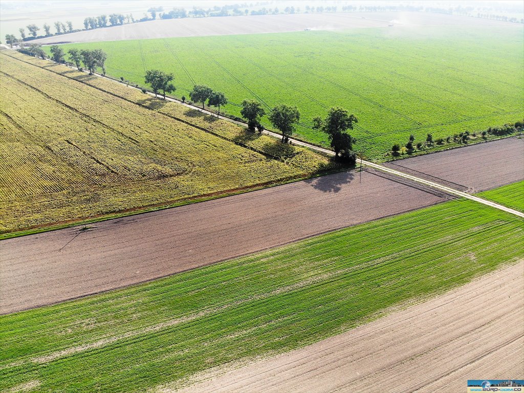 Działka rolna na sprzedaż Maksymilianowo  12 900m2 Foto 2