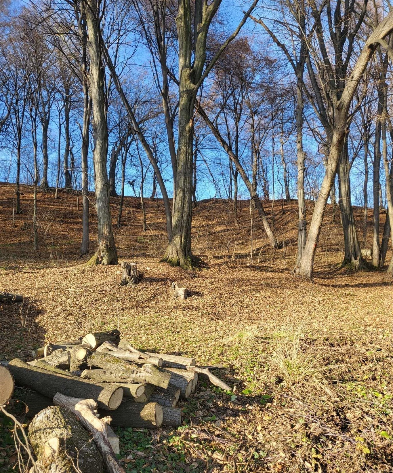 Działka budowlana na sprzedaż Jurków  21 000m2 Foto 10