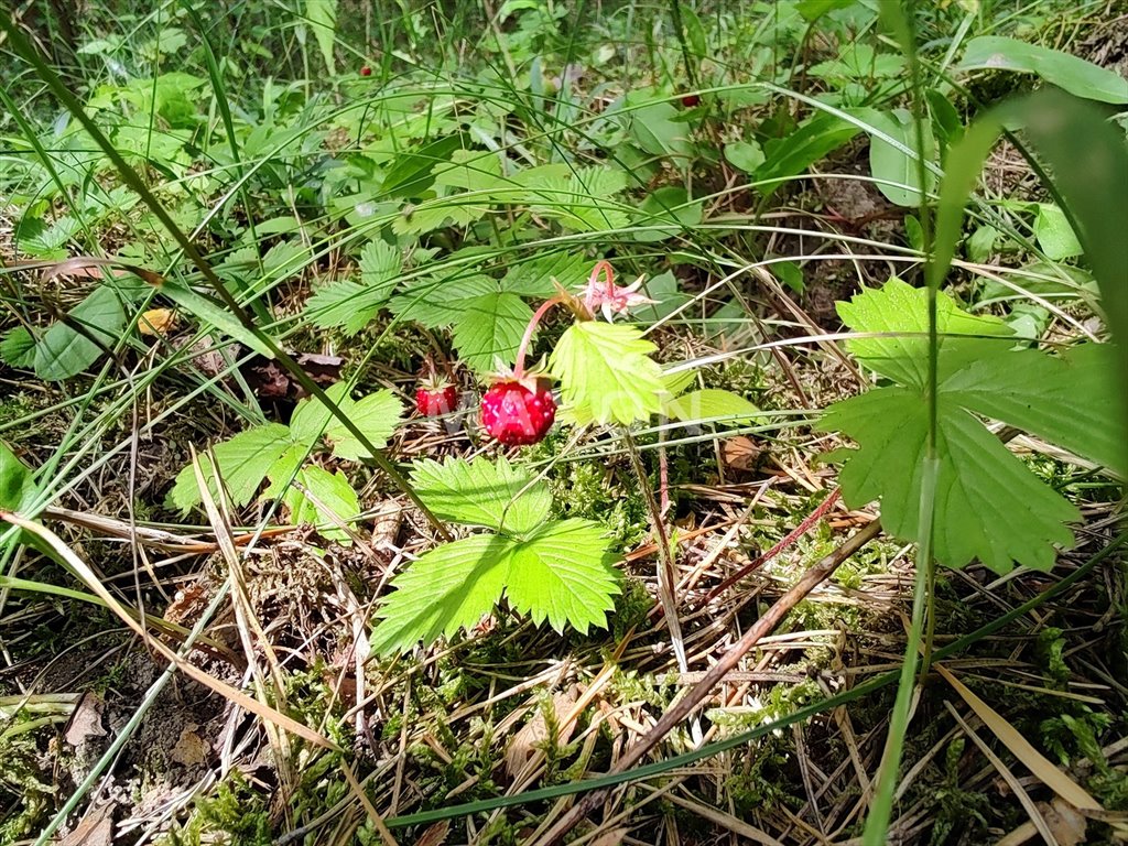 Działka budowlana na sprzedaż Wierzbica  2 228m2 Foto 8