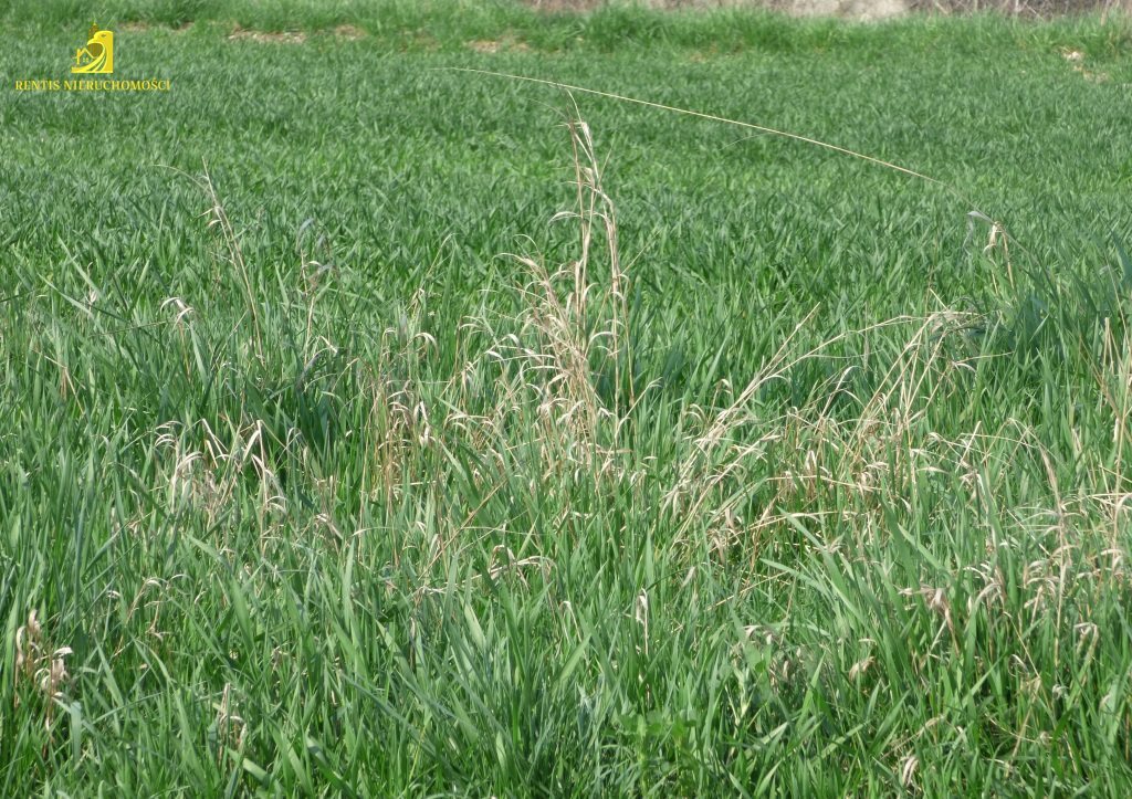 Działka inna na sprzedaż Kotórz Wielki 16 360m2 Foto 1 Działka inna na sprzedaż Kotórz Wielki 16 360m2 Foto 1
