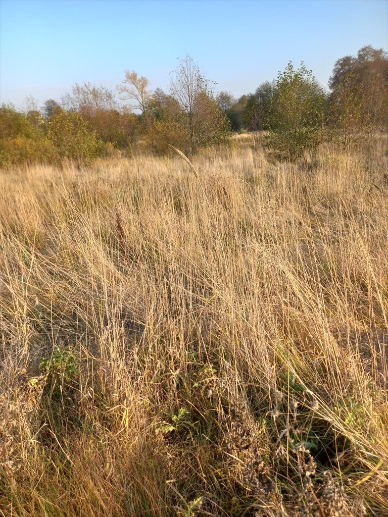 Działka rekreacyjna na sprzedaż Zatory, burlaki, polna  1 000m2 Foto 4