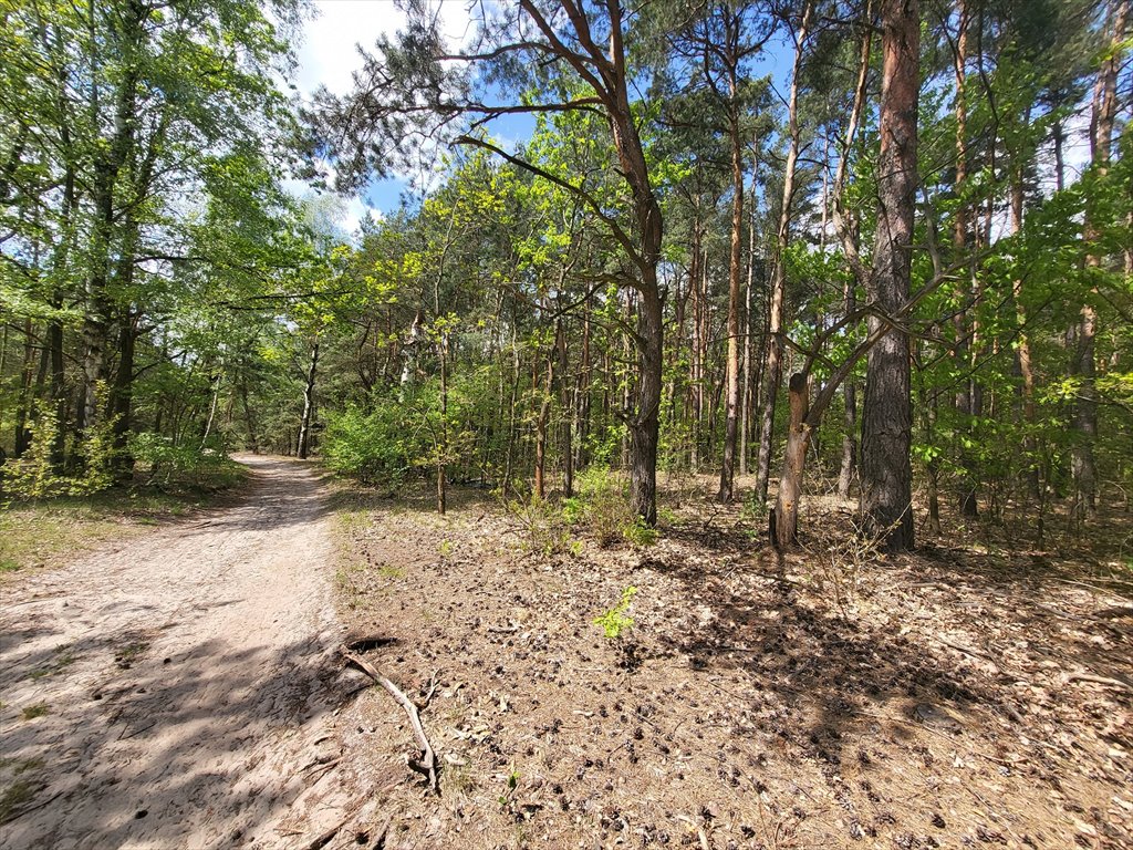 Działka leśna na sprzedaż Borzęcin Duży  3 300m2 Foto 8