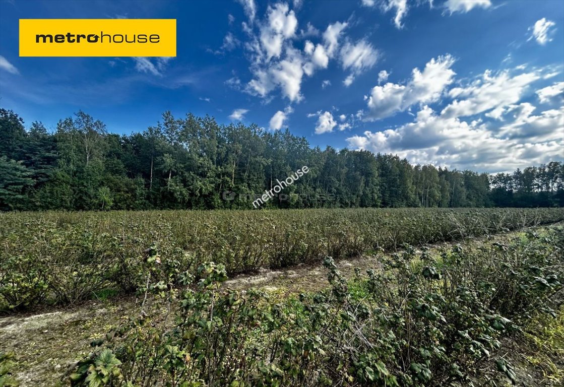 Działka budowlana na sprzedaż Powązki, Dębowa  22 000m2 Foto 1