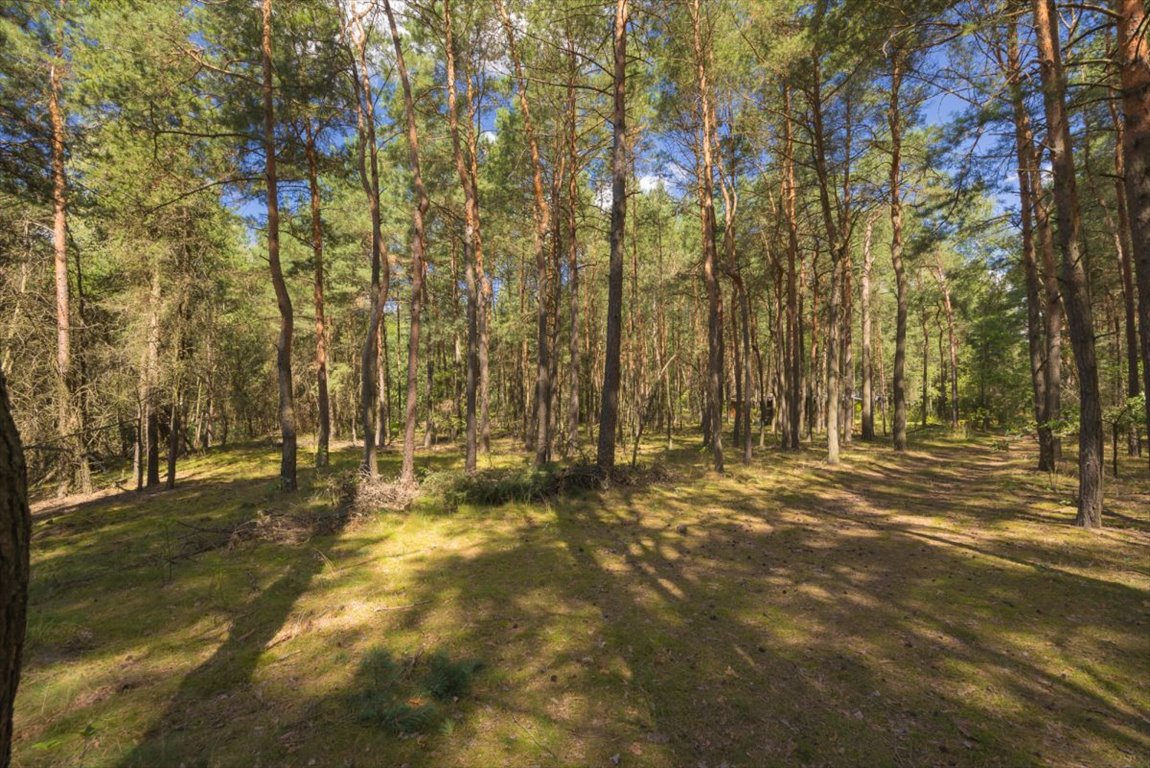 Działka leśna na sprzedaż Ossolin  2 000m2 Foto 8