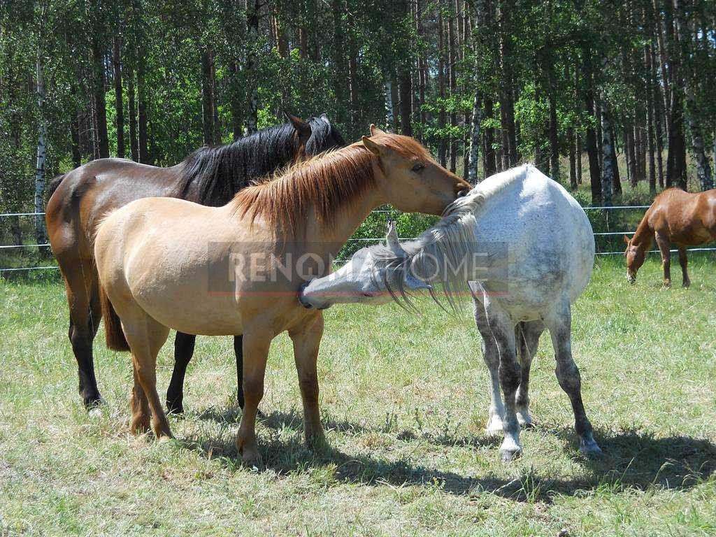 Działka gospodarstwo rolne na sprzedaż Trzebnice  237 500m2 Foto 15