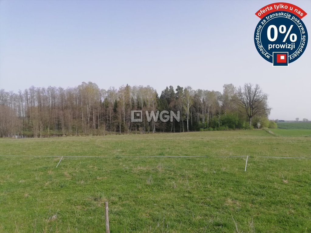 Działka leśna 40 ha z lasem sosnowym i brzózkami Golubie  40 040m2 Foto 1