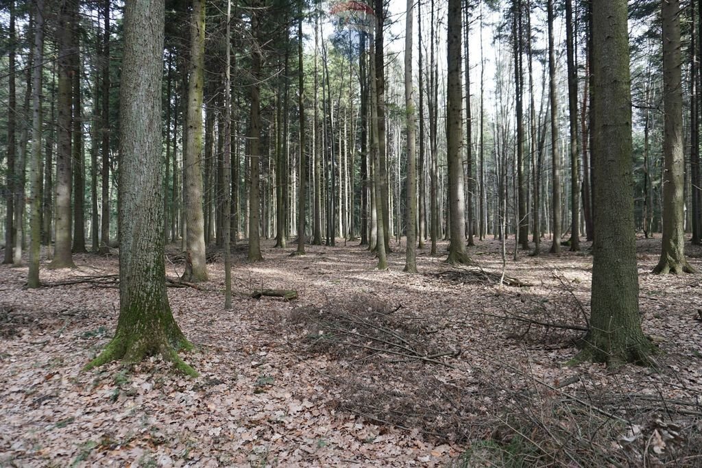 Działka leśna na sprzedaż Budzów  1 200m2 Foto 4