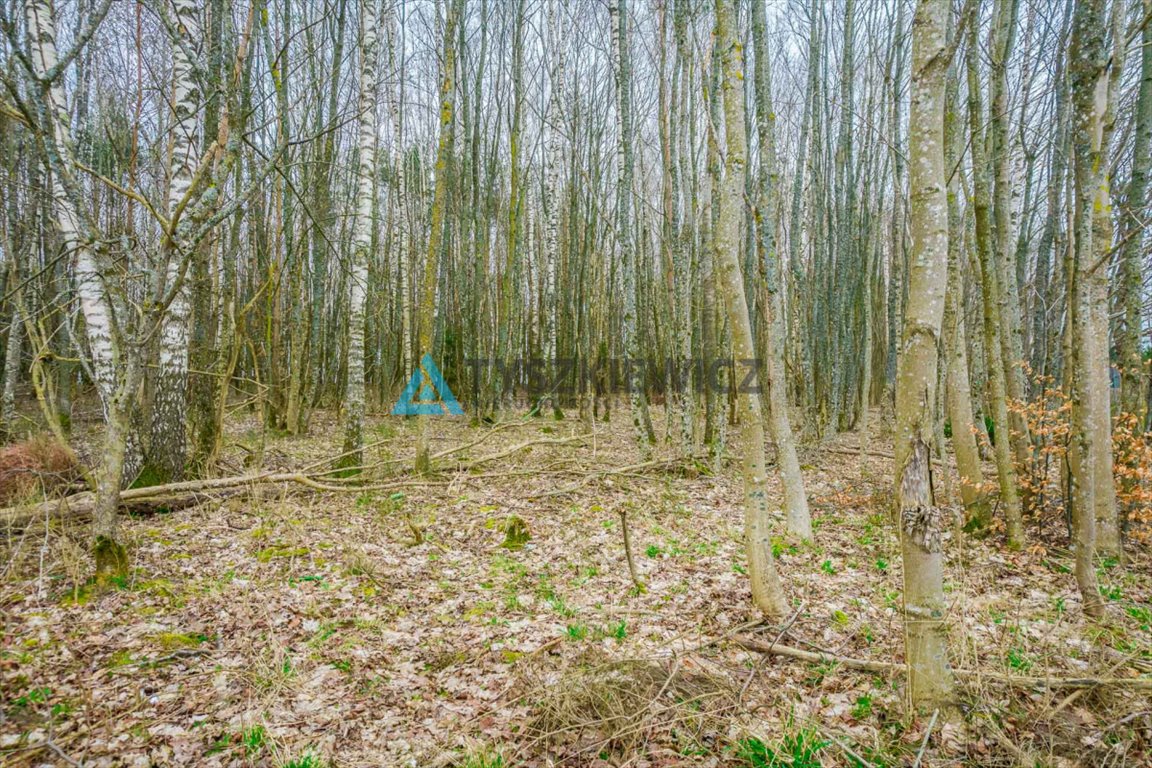 Działka budowlana na sprzedaż Głobino  6 400m2 Foto 7