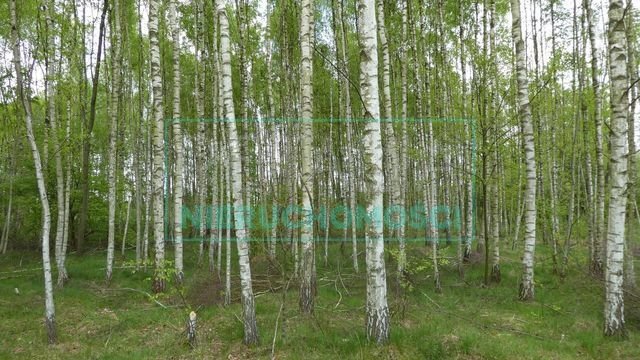 Działka siedliskowa na sprzedaż Pieńki Zarębskie  10 300m2 Foto 5