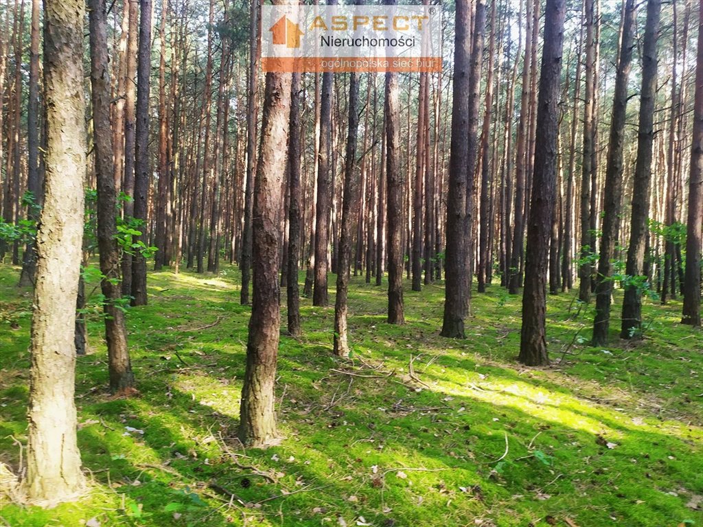 Działka leśna na sprzedaż Wólka-Wojciechówek  6 043m2 Foto 2