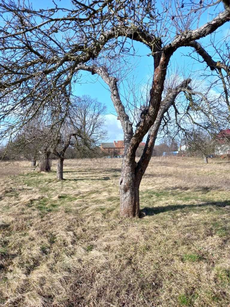 Działka inna na sprzedaż Ścinawa  3 000m2 Foto 9