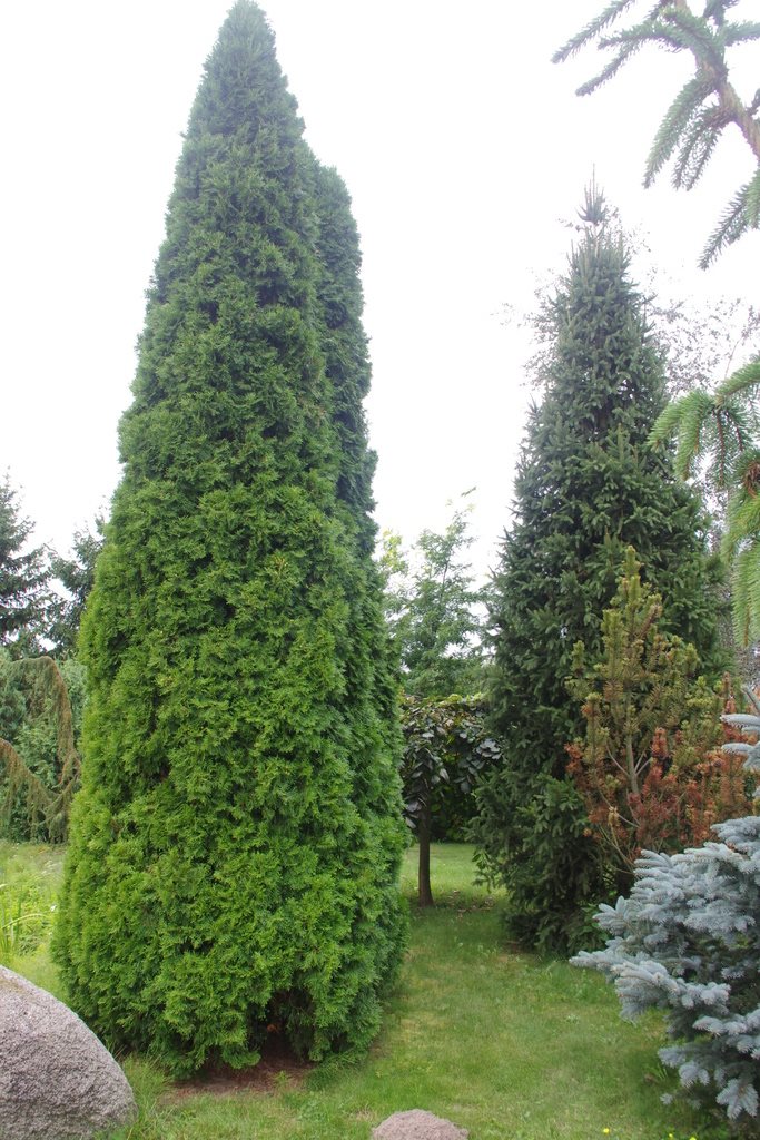 Działka budowlana na sprzedaż Wola Pniewska 6 200m2 Foto 1 Działka budowlana na sprzedaż Wola Pniewska 6 200m2 Foto 1