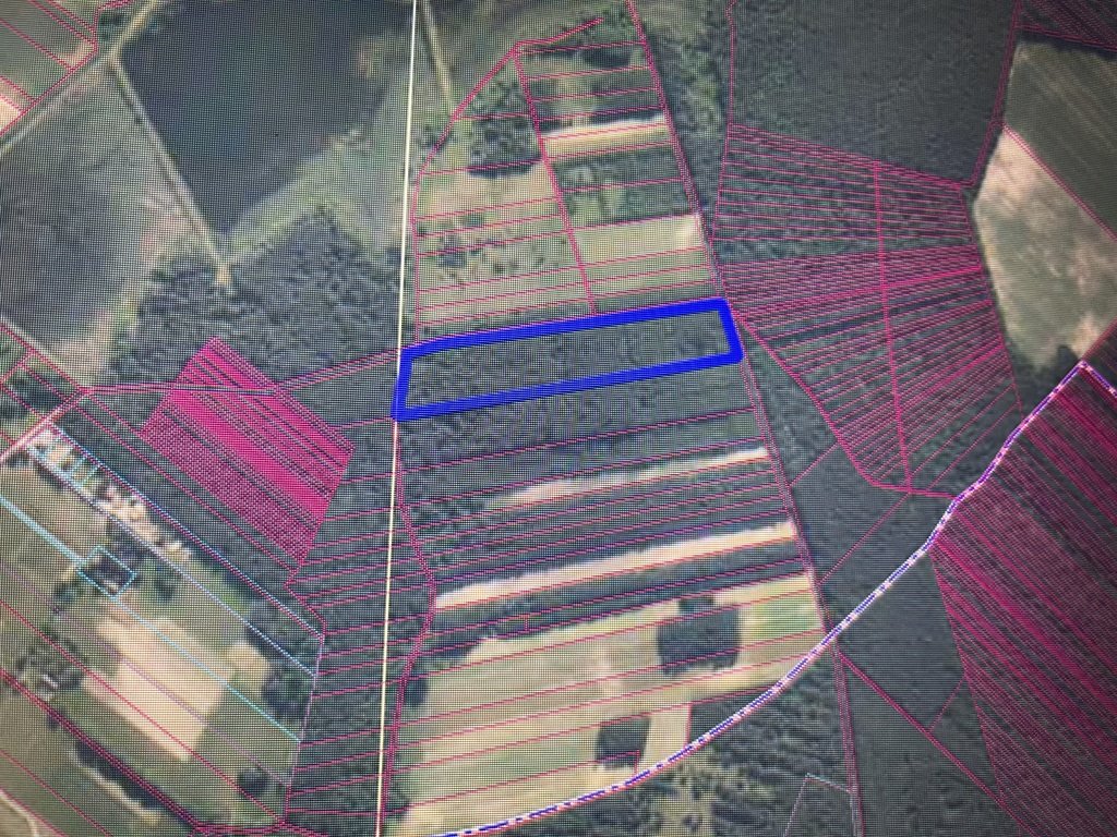 Działka leśna 3,9 ha z dojazdem, sosna i brzoza Brody  39 390m2 Foto 1