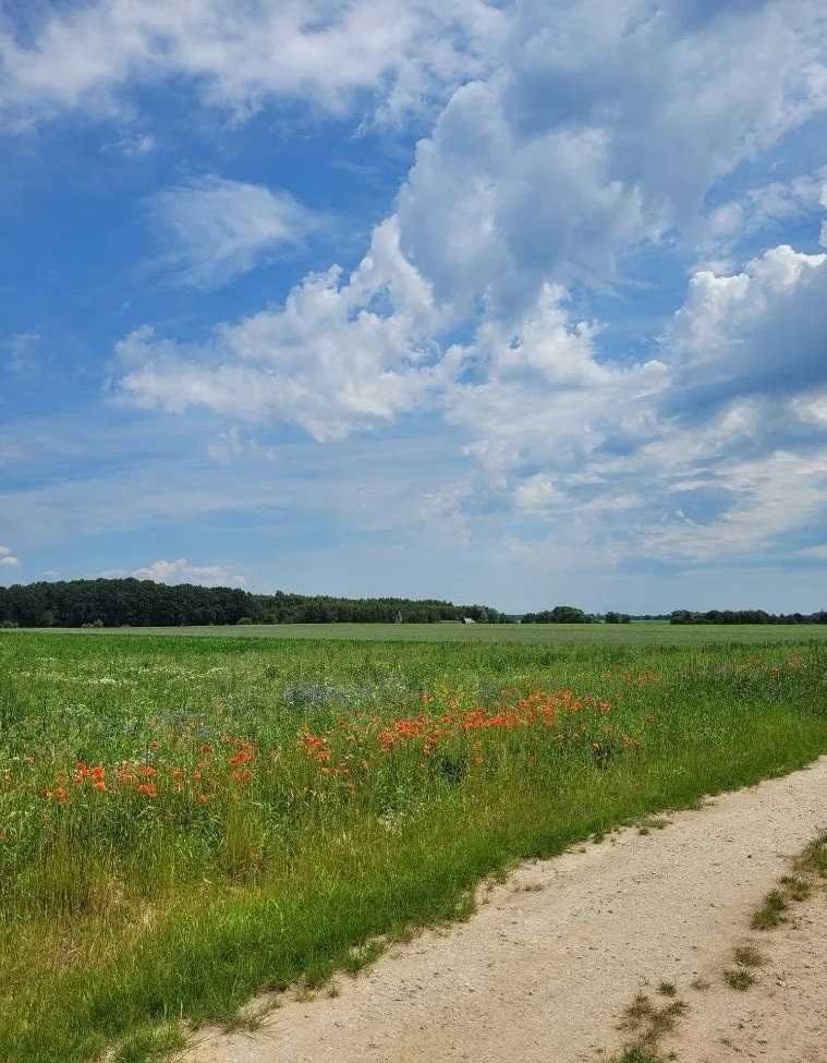 Działka inna na sprzedaż Dobroszyce, Siekierowice  2 164m2 Foto 5