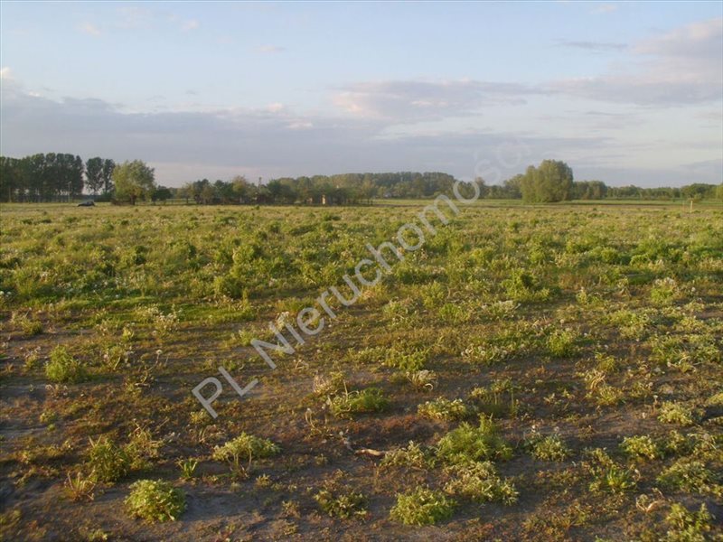 Działka rolna na sprzedaż Holendry Baranowskie  4 669m2 Foto 5
