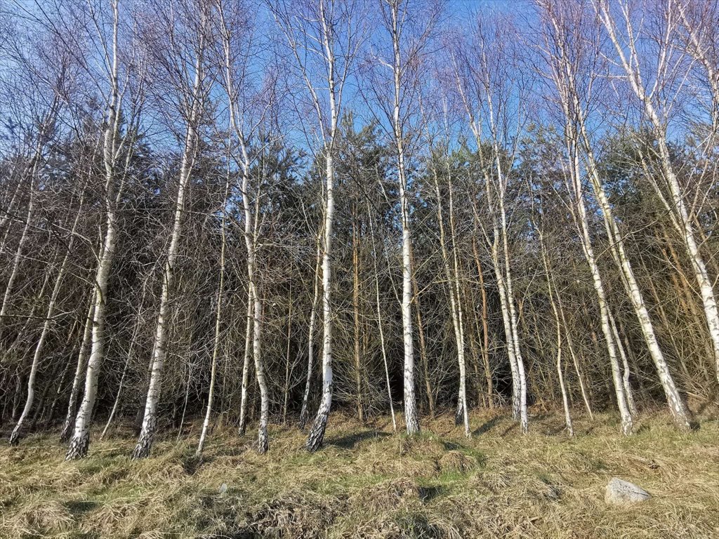 Działka leśna na sprzedaż Czyżkowo, Czyżkowo  18 900m2 Foto 5