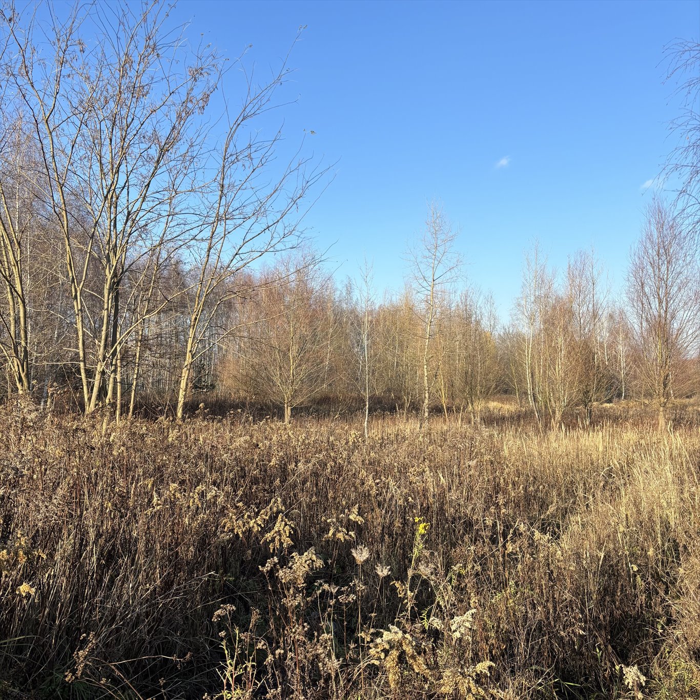 Na sprzedaż działka 2000 m² pod zabudowę w Borzęcinie Dużym Borzęcin Duży, Trakt Królewski  2 000m2 Foto 1