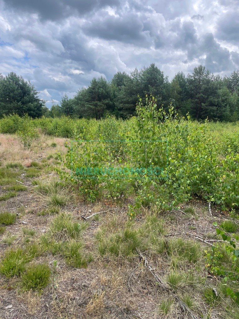 Działka budowlana na sprzedaż Franciszków  3 000m2 Foto 10