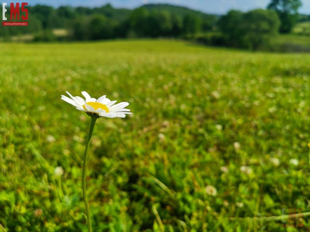 Działka inna na sprzedaż Wenecja  1 500m2 Foto 5