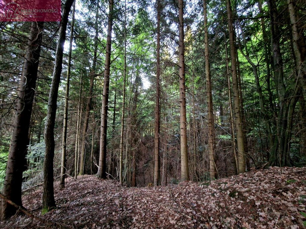 Działka leśna na sprzedaż Ostrusza  2 745m2 Foto 10