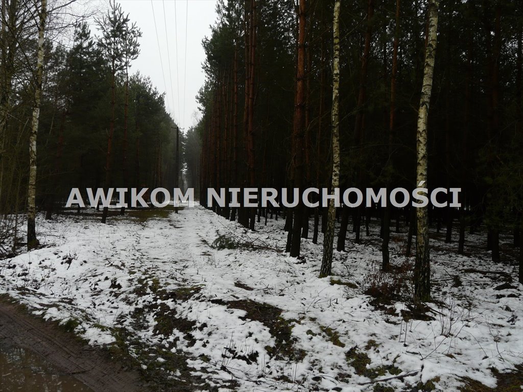 Działka leśna na sprzedaż Skierniewice, Borowiny  9 813m2 Foto 9