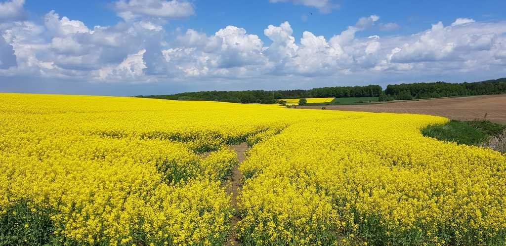 Działka inna na sprzedaż Bielawa  900m2 Foto 1