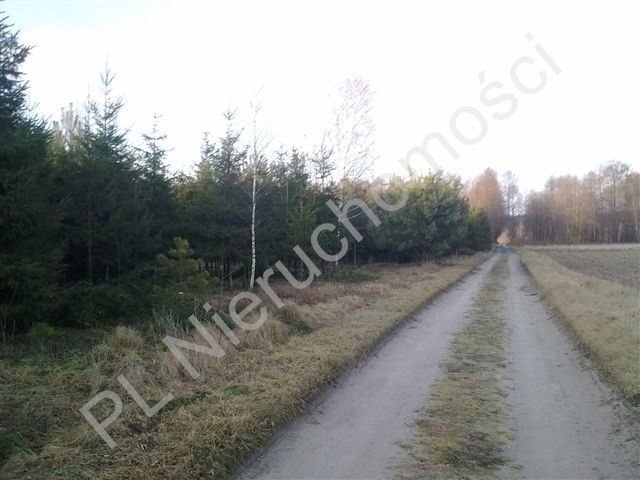 Działka rolna na sprzedaż Grzegorzewice 8 000m2 Foto 1 Działka rolna na sprzedaż Grzegorzewice 8 000m2 Foto 1