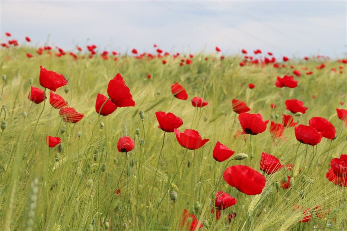 Działka gospodarstwo rolne na sprzedaż Olmonty  28 870m2 Foto 4