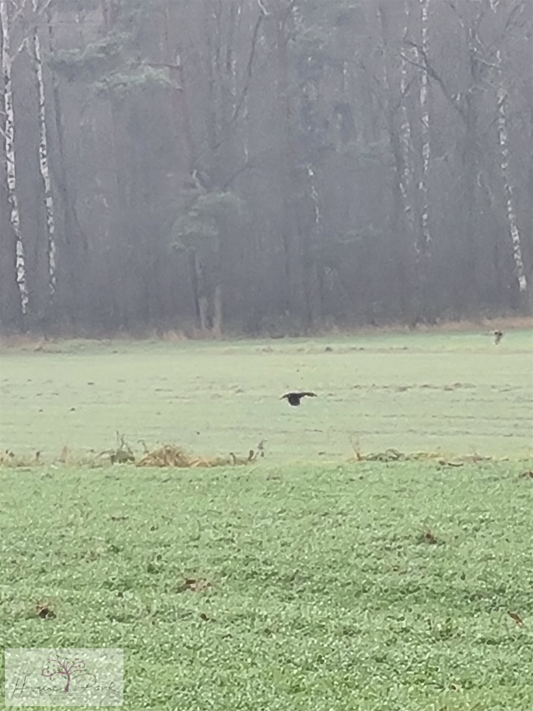 Działka budowlana na sprzedaż Gajówka, Gajówka  4 500m2 Foto 15