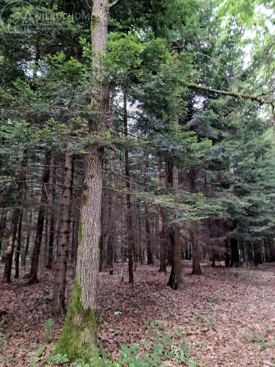 Działka leśna na sprzedaż Sitnica  17 701m2 Foto 5