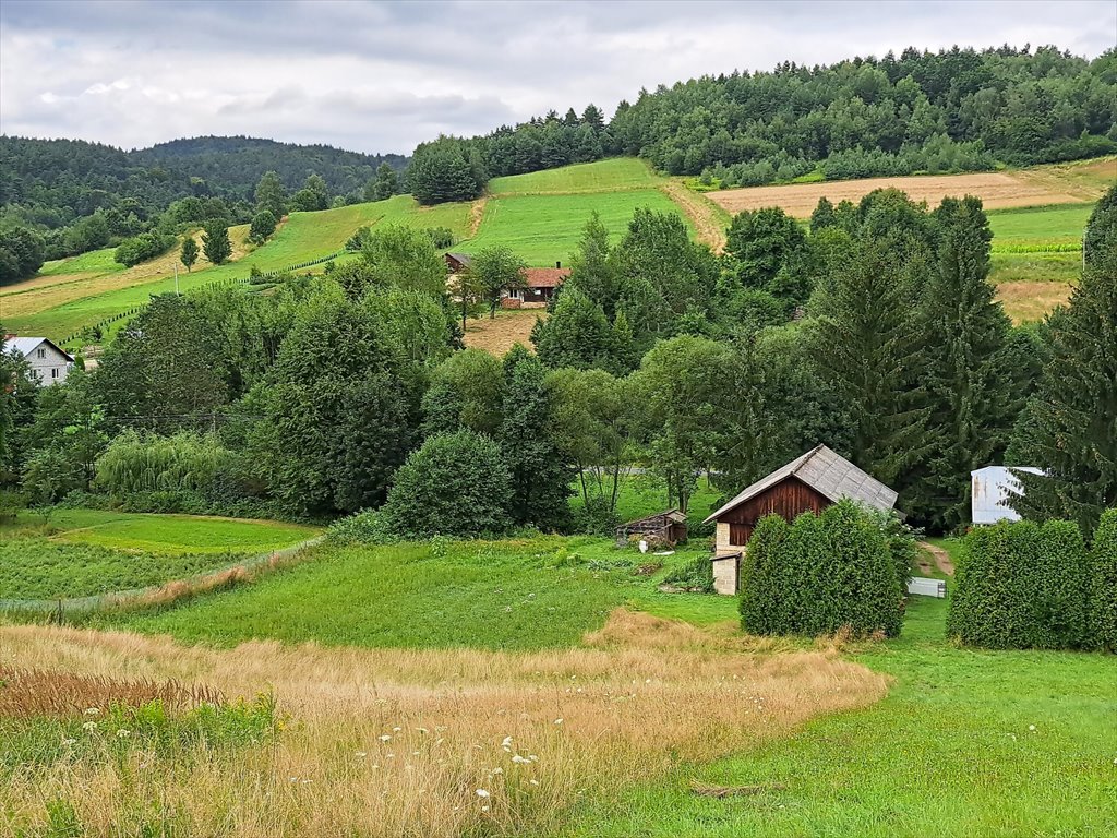 Działka rolna na sprzedaż Pietrusza Wola  5 200m2 Foto 5