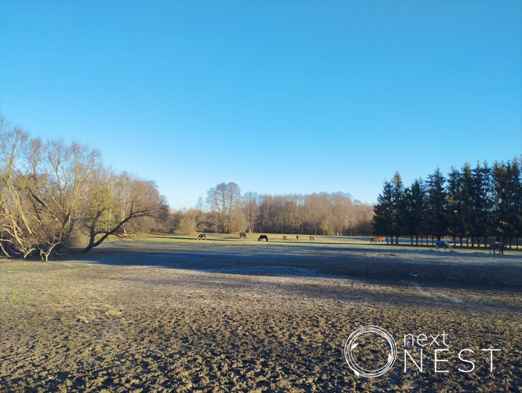 Działka siedliskowa na sprzedaż Wólka Kozodawska  19 200m2 Foto 3