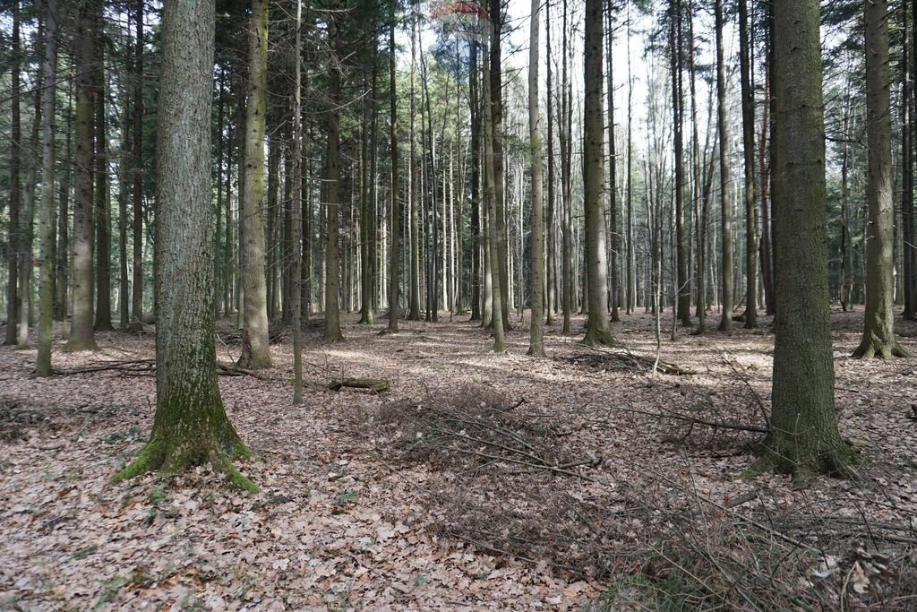 Działka leśna na sprzedaż Budzów  17 272m2 Foto 4