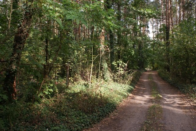 Działka budowlana na sprzedaż Dąbrówka Wielka 1 500m2 Foto 1 Działka budowlana na sprzedaż Dąbrówka Wielka 1 500m2 Foto 1