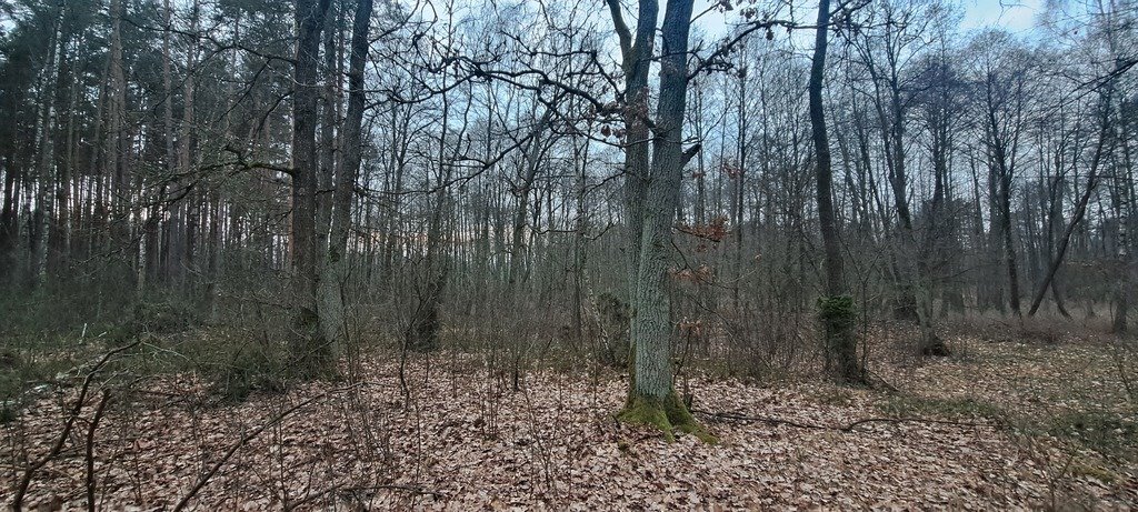 Działka leśna nad Narwią 1,17 ha z dostępem do rzeki Kamianka  11 780m2 Foto 1